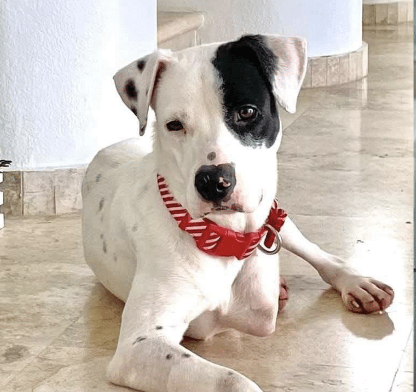 Spot, a black and white Lab Mix, 45 lbs, considered a tri-pod with three legs. He's 2.5 years old. Available through Animal Lighthouse Rescue in New York City.